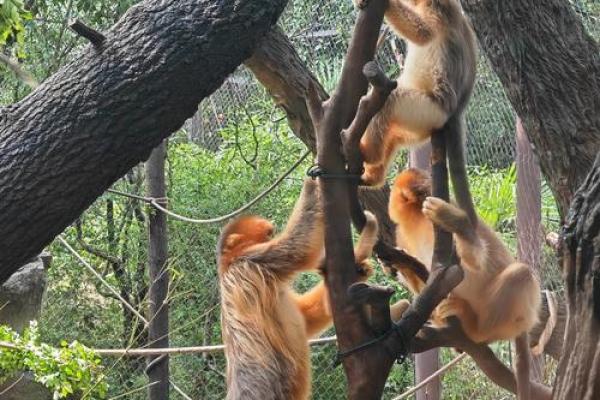 53岁猴子命运探秘：与灵性、运势的深度解读