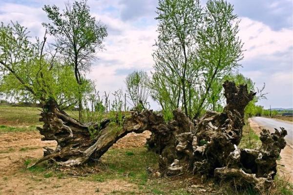 路旁土命之色：寻找生命之土的颜色秘密