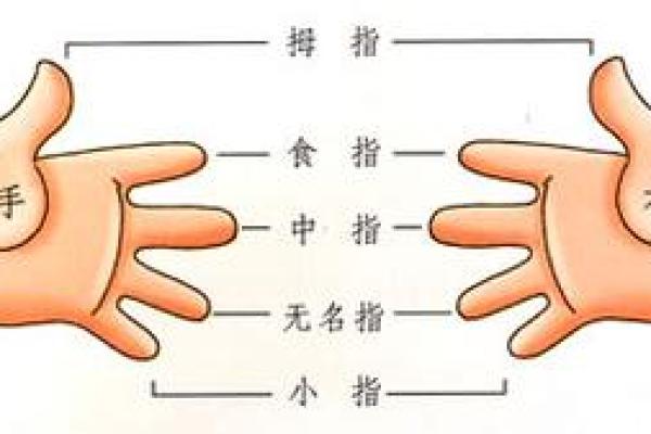 手指如耙，命运与生活的奇妙连结