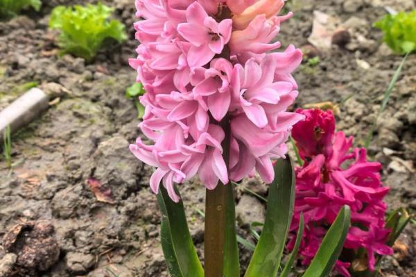 根据命格选择花草，让生活更美好