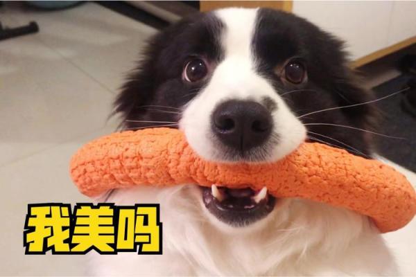 38岁狗命运解析：色彩的奥秘与生活的智慧