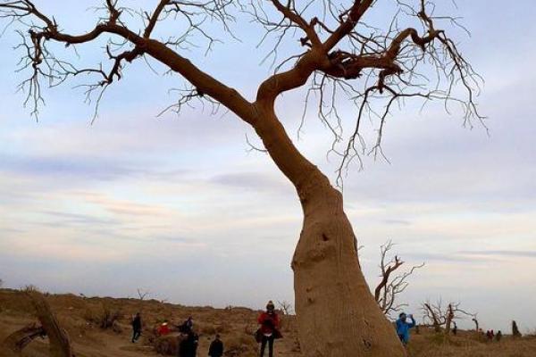 探秘“命死扬州”:在古老传说中,哪种动物承载着不朽的故事? 探秘“命死扬州”:在古老传说中,哪种动物承载着不朽的故事?