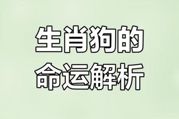 82年属狗人的命运解析：忠诚与智慧的结合如何影响人生轨迹