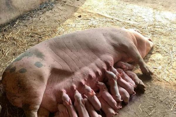 2018年猪宝宝的命运解析：猪年出生的孩子将迎来怎样的前景？