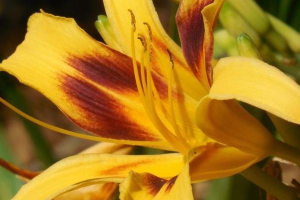 金命桃花方位：开启人生中的爱情之门