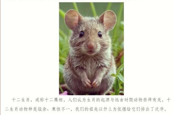 1996年老鼠年出生的人是什么命？深入解析老鼠的命运与性格特点！