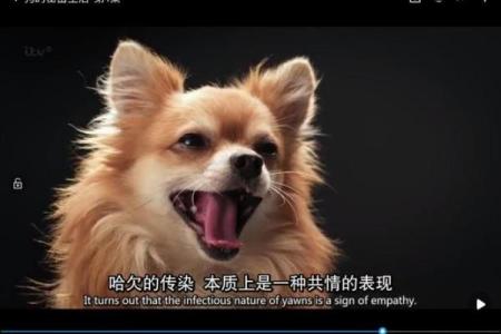 71年属狗人的命运解析：性格、事业与生活的秘密