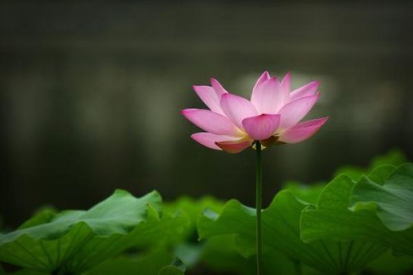 属相与横财命:探索那些眉开眼笑的幸运之星 属相与横财命:探索那些眉开眼笑的幸运之星