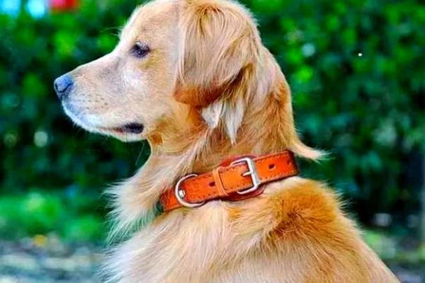 1994年出生的狗：探索性格与命运的秘密