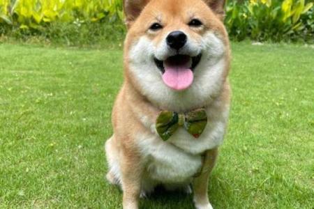 1994年出生的狗：探索性格与命运的秘密