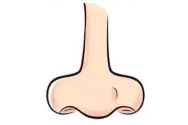 鼻子中间突出的意义与命运解析：你可能不知道的秘密