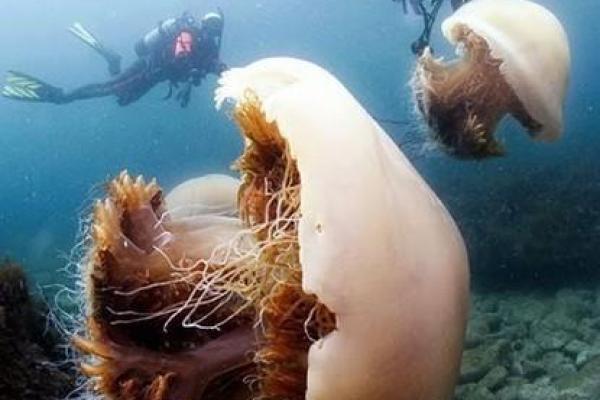 大海水命：深海中的神秘与文化的交融