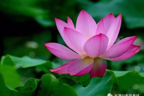 1996正月二十出生的人命运与性格解析