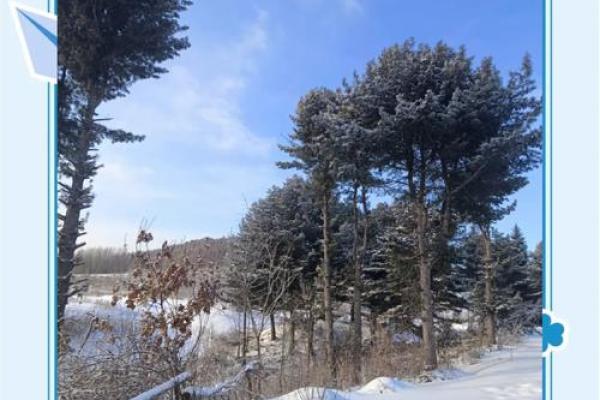 松柏木象征着长寿与坚韧,背后的深意你知道吗? 松柏木象征着长寿与坚韧,背后的深意你知道吗?