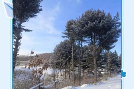 松柏木象征着长寿与坚韧，背后的深意你知道吗？