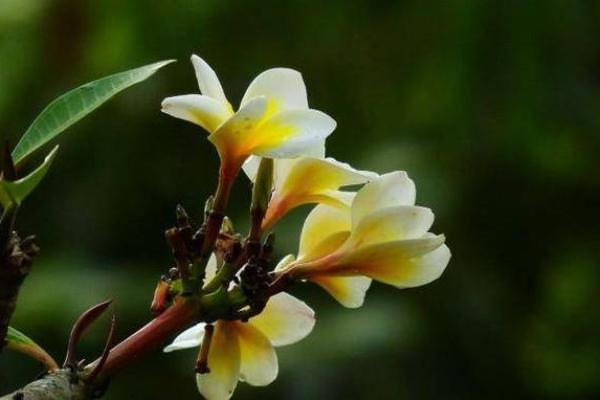 属鸡女性命运解析:智慧与魅力交织的幸运之路 属鸡女性命运解析:智慧与魅力交织的幸运之路