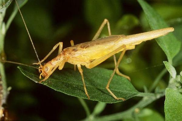 蟋蟀的命运:它们如何依靠本能与环境诞生? 蟋蟀的命运:它们如何依靠本能与环境诞生?