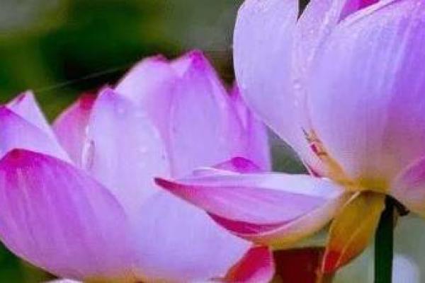 探寻1995年2月11日出生者的命运与性格魅力 探寻1995年2月11日出生者的命运与性格魅力