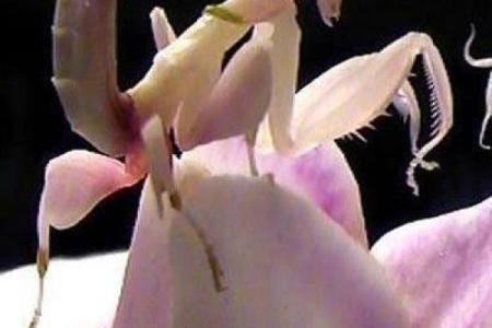 蟋蟀的命运：它们如何依靠本能与环境诞生？