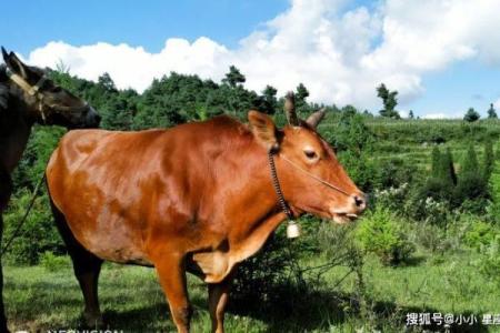 解命比喻与生肖男性的另类人生解读