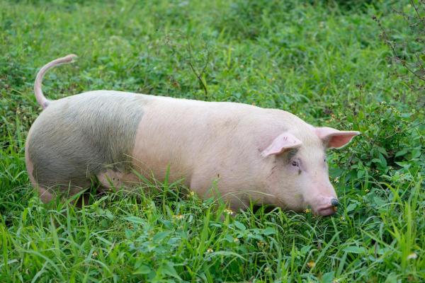 腊月十二出生属猪人的命运分析与生活指导