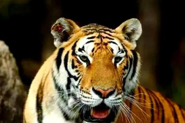 解密1998年老虎命的运势与人生旅程