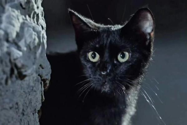 九命猫的真实故事:传说与科学的交织 九命猫的真实故事:传说与科学的交织