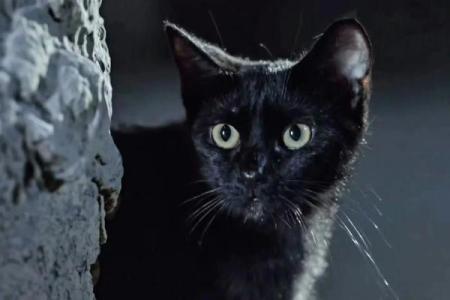 九命猫的真实故事：传说与科学的交织