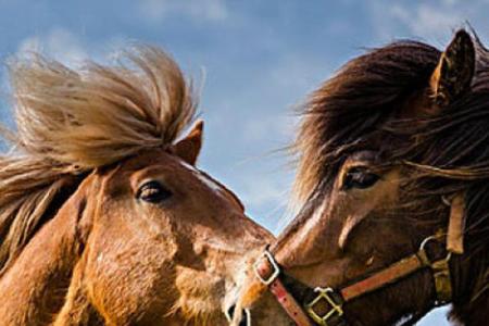 属马腊月十二命运解读：揭示你的性格与人生之路！