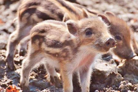 猪年出生的孩子：性格与命运的奇妙组合