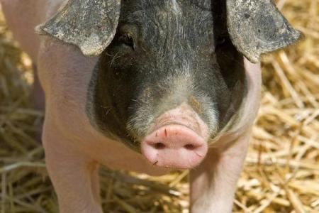 2019土猪年：命理解析与好运放送，你的属猪命该如何把握？