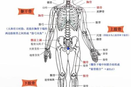 天生骨骼畸形是什么命？解密命运与生命的奇妙联系