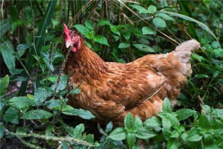 1957年属鸡的命运与个性解析：智慧与机遇碰撞的奇妙旅程