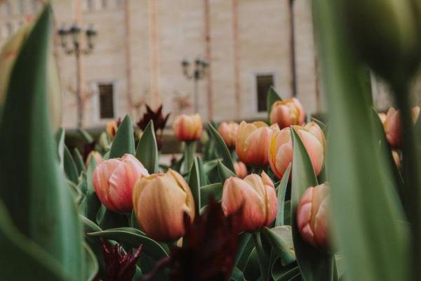 小康命格：解密生活中的幸福与成功之道