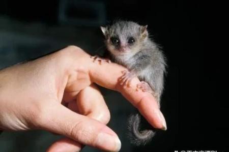 为何猪的命是半路出家的命？探秘动物世界的生存哲学