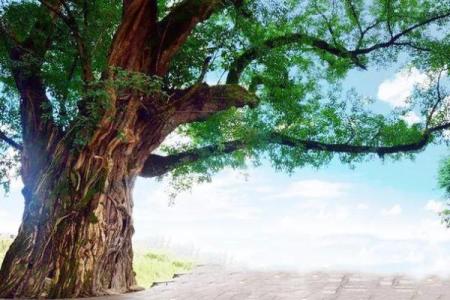 1984夏至：寻觅阳光下的命运之谜与生命启示