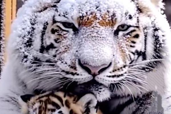 老虎与季节：哪个季节的老虎命好？揭示自然之道！