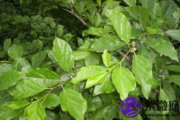 木命人肤色与运势影响解析:如何选择最旺肤色提升运势? 木命人肤色与运势影响解析:如何选择最旺肤色提升运势?