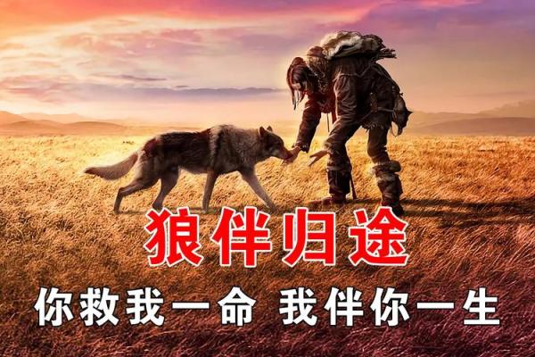 狼命King:从网络文化看年轻人的自我表达与归属感 狼命King:从网络文化看年轻人的自我表达与归属感