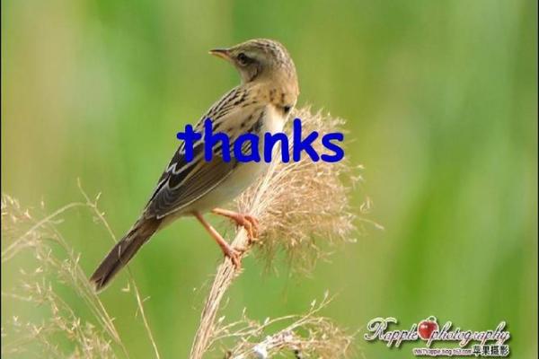 深入探究：一命抵一命的动物法则与生存智慧