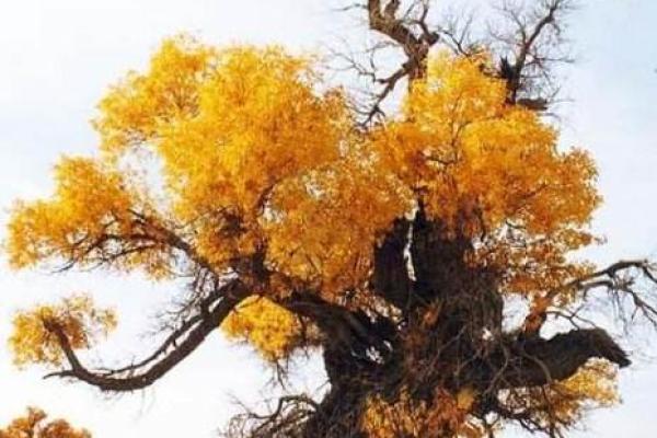 76岁属狗的命格解析：生命的智慧与机遇