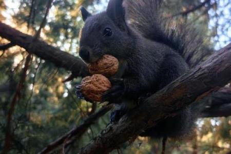 深入探究：一命抵一命的动物法则与生存智慧
