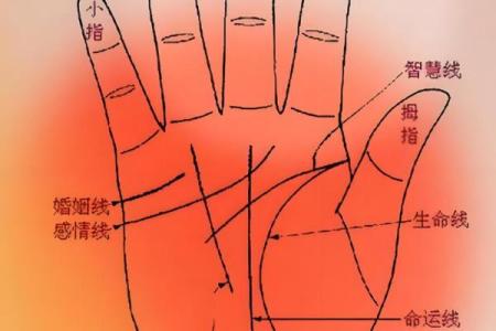 手背纹路深浅与命运的神秘联系