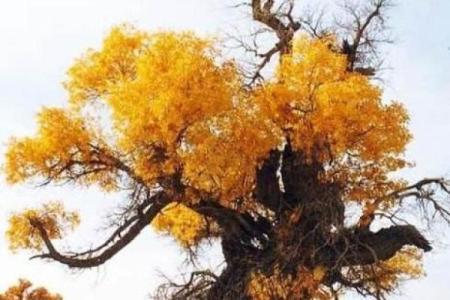 76岁属狗的命格解析：生命的智慧与机遇