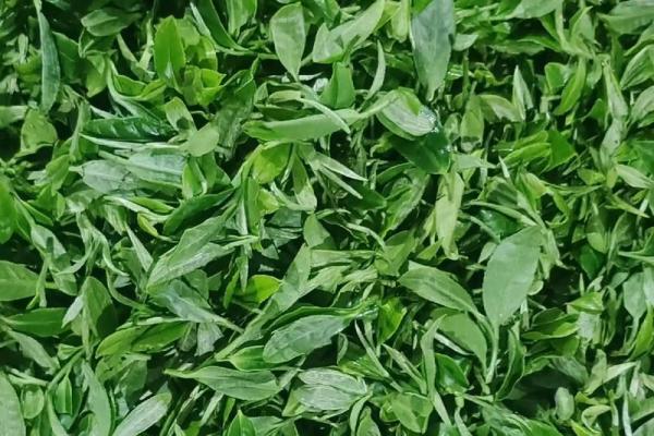 为什么女孩都是菜籽命？探索背后的秘密与魅力