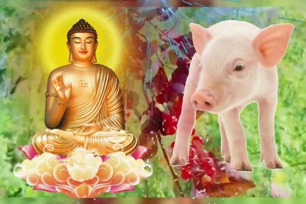 八十年代属猪人的命运解析：生肖与命理的深度剖析