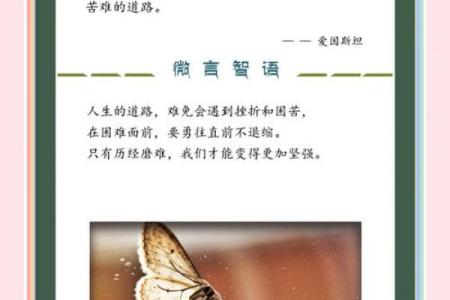 双飞蝴蝶的命运与预兆：探秘自然界的美丽信使