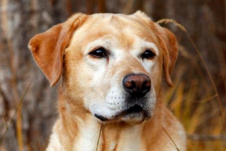 06年属狗男孩命运分析：聪慧与忠诚共存的未来之路