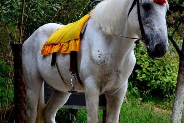 1940年马的命运：一生的探索与成长之路