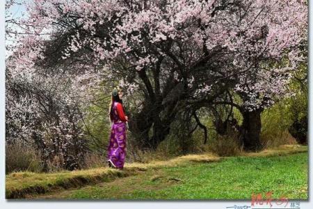 桃花女转世：命中注定的桃花运与轮回之谜